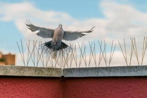 bird spikes services