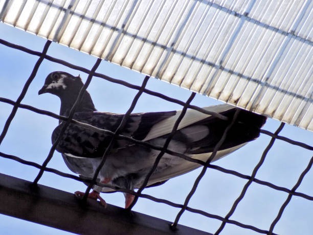 Pigeon net installation service in Kathmandu